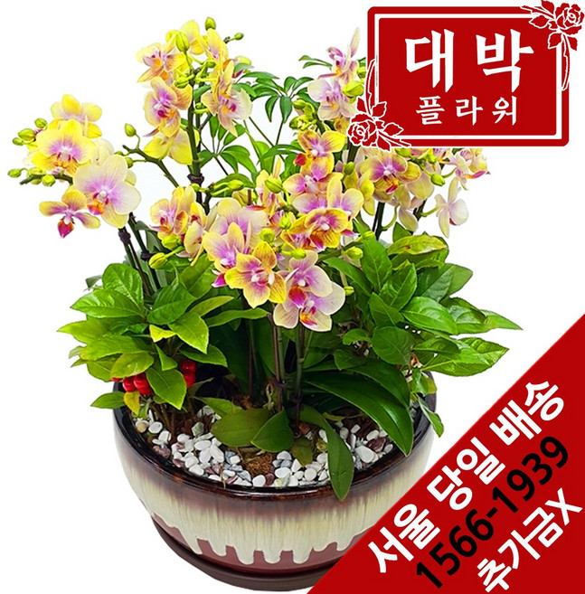 대박플라워 골드미니호접 승진선물 취임 영전 이전 개업선물 부모님선물 꽃배달, 1개