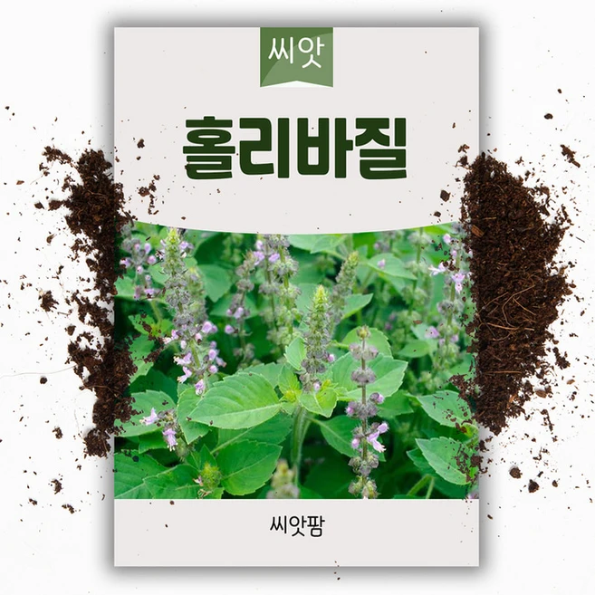홀리바질씨앗 100립 툴시 툴라시 씨앗 동남아 허브 향신료 종자 - 쿠팡