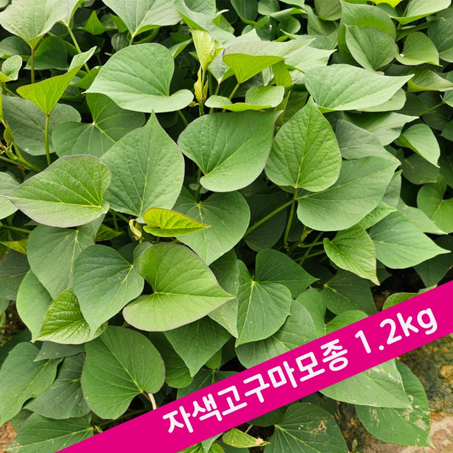 [해남농장]고구마모종 자색고구마 모종 당일발송가능, 1박스, 자색고구마모종 1.2kg