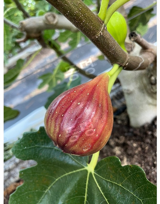 동명팜 영암 홍 무화과 제철 백화점 납품, 5개, 400g, 4-6과