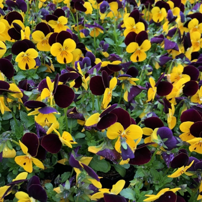 꽃심야생화 비올라!-와인옐로(식용꽃)모종10개 식용꽃 12cm포트묘, 10개