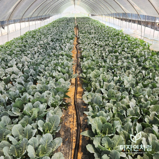 케일 2kg 박스 국내산 쌈채소 특수야채, 1개