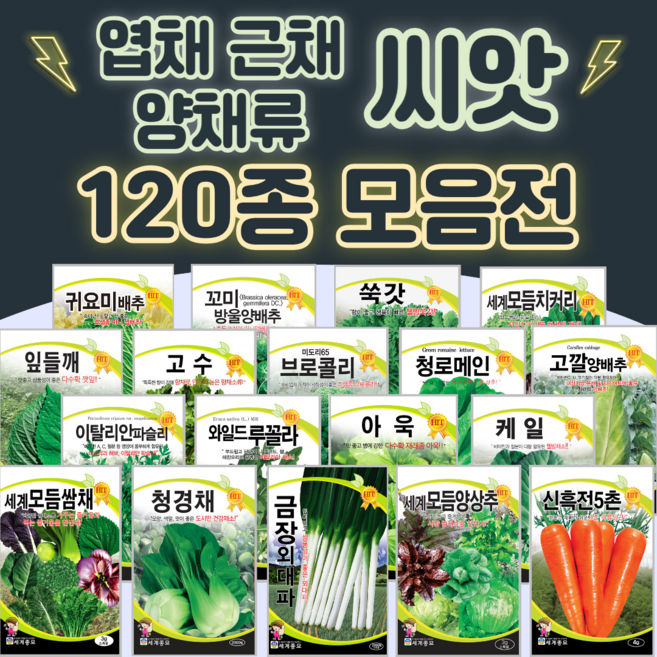 채소씨앗 / 공심채 루꼴라 케일 고수 깻잎 브로콜리 청경채 시금치 치커리 쑥갓 종자, 49. 친정집배추 1000립, 1개