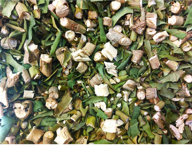 건조 황칠나무가지 잎 혼합 250g 신안군에서 20년 이상 된 황칠나무건조목간에 좋은 성분 다량 함유, 1개