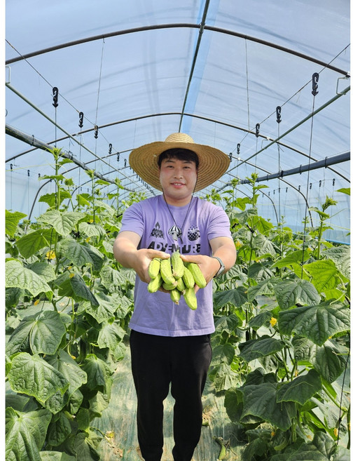 [당일수확 당일발송] 예스팜오이 백다다기 오이 양주오이 소박이오이 피클오이 오이지오이 오이 2kg, 1박스, 5kg
