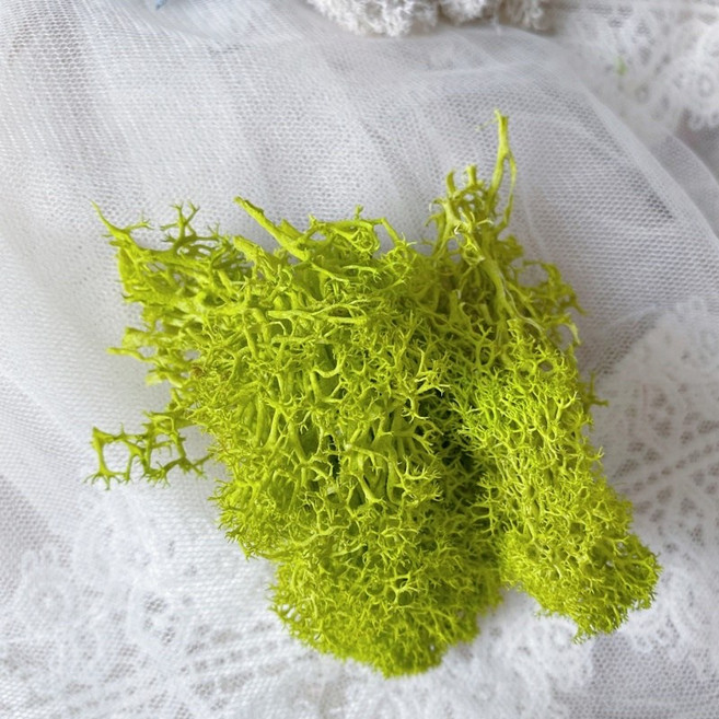 挪威苔草 馴鹿苔蘚 適用於玻璃罩、多肉植物、盆栽裝飾, 1個, 萊姆黃綠15g,買15g*5,送5g