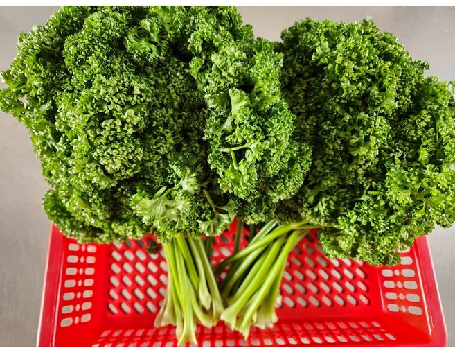 국내산 생파슬리 파세리 1박스 오일만주스 재료, 1개, 300g