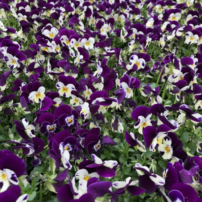 꽃심야생화 비올라!-퍼플화이트(식용꽃)모종10개 12cm포트묘, 10개