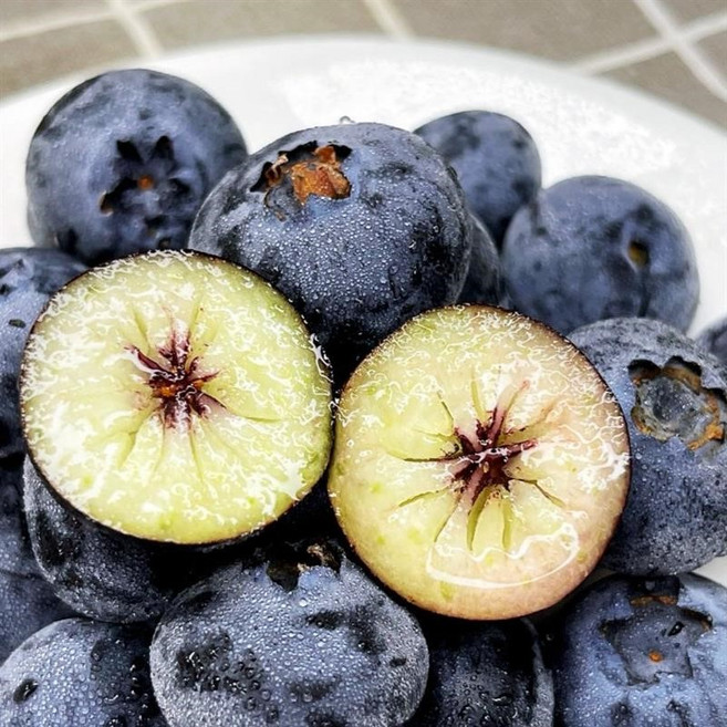 수입과 비교 불가 생과의 품격 국내산 생블루베리, 4개, 100g (대과)