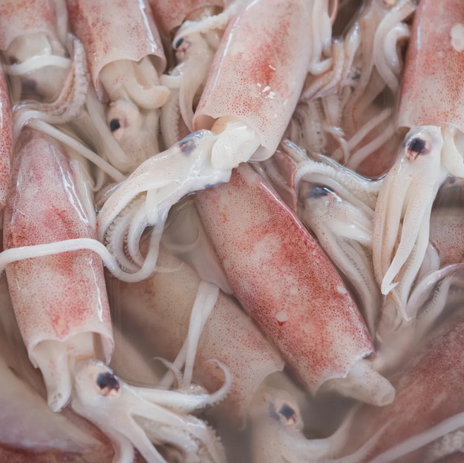 [산지직송] 국내산 냉동 꼴뚜기 호래기, 2개, 500g(50미 내외)