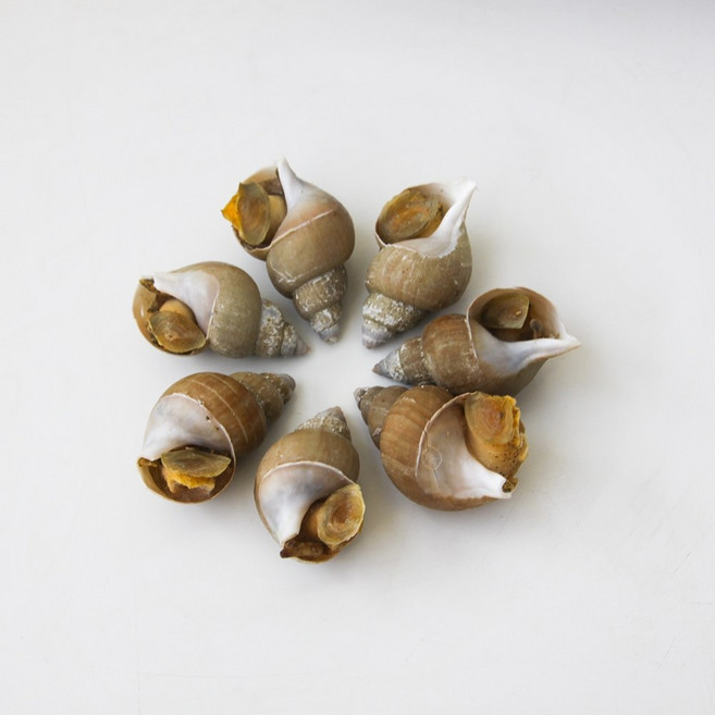 자연산 당일조업 포항 동해안 백골뱅이 백고동 통 생 냉동 자숙 골뱅이 중(30-35미)1kg, 백고동 냉동 중 1kg(30-35미 내외)