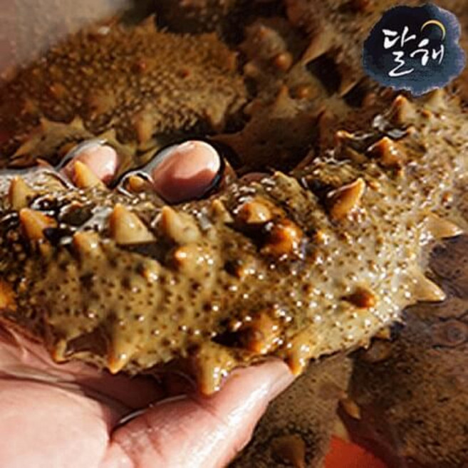 통영 자연산 해삼/해삼(대) 1kg (순차적발송), 1개, 해삼1kg