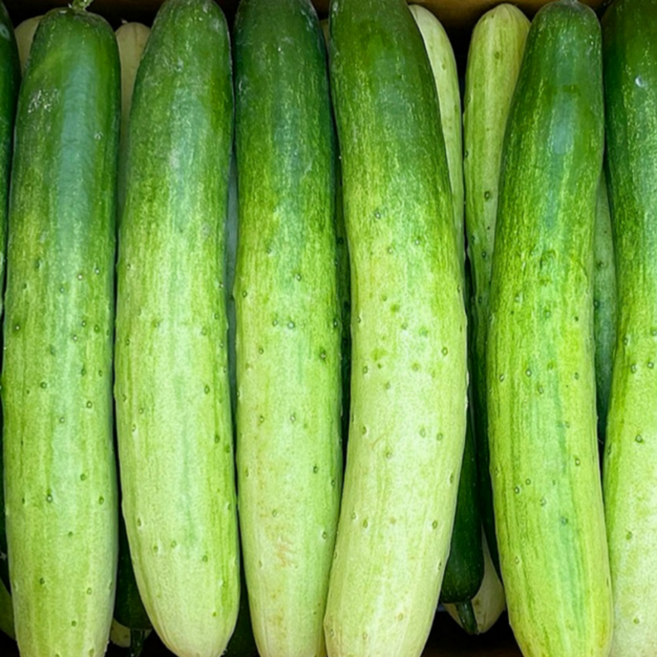 특품 초록이네 국내산 백오이 백다다기 오이, 1박스, 3kg