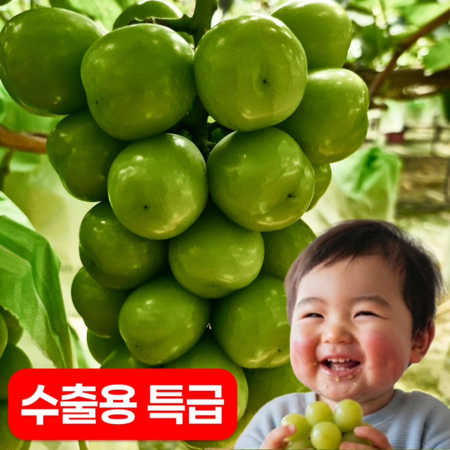 [대만수출] 김천 고당도 샤인머스켓 특품, 1박스, 1kg