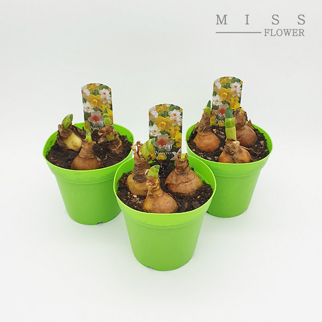 꽃집아가씨 수선화 기본포트 구근식물 2가지 품종 낱개판매, 수선화 기본포트-품종(향수선화)