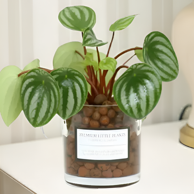 피오그린 천연 가습기 원통유리 하이드로볼 수경세트 공기정화식물 거실인테리어, 1개, 10 수박페페로미아