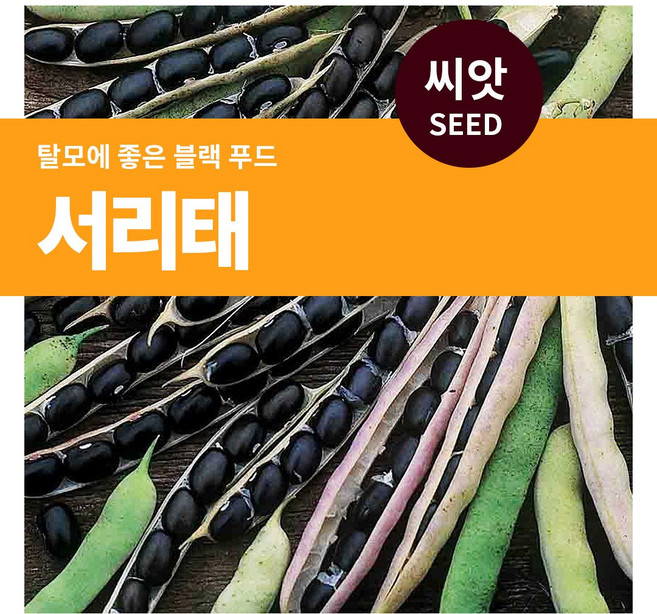 마이플랜트 서리태 콩 씨앗 30g, 1개