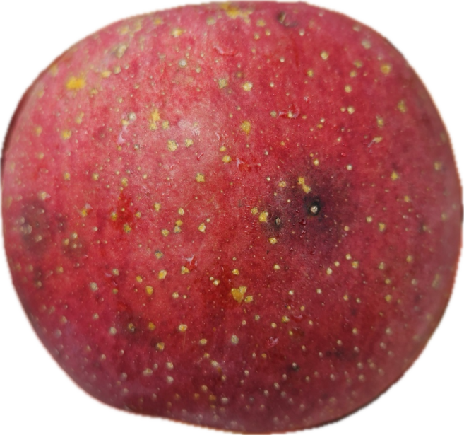 장수사과 부사사과 가정용사과 흠과 기스사과 못난이사과 흠집사과 사과 1.5 2.5 5KG, 부사사과 흠과 소과2.5KG, 1개