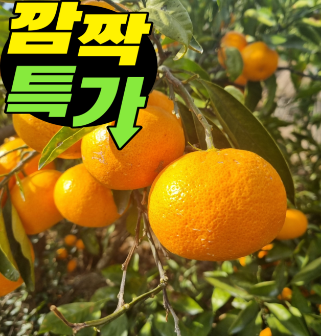 [자연가득팜]새콤달콤 고당도 제주 로얄과 노지 감귤, 1개, 제주 감귤 로얄과3kg