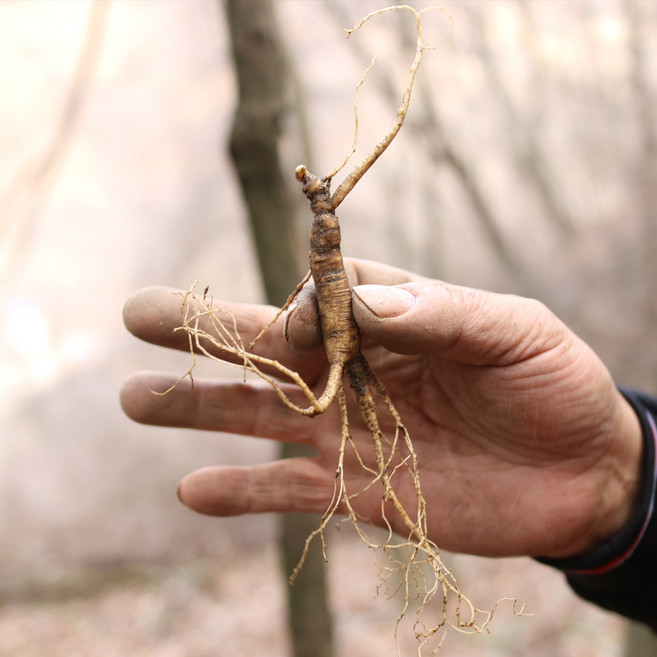 진기가득 7 - 8년근 횡성 산양삼 20뿌리 - 공단보자기 포함 원기회복 기력보충, 1개, 단품