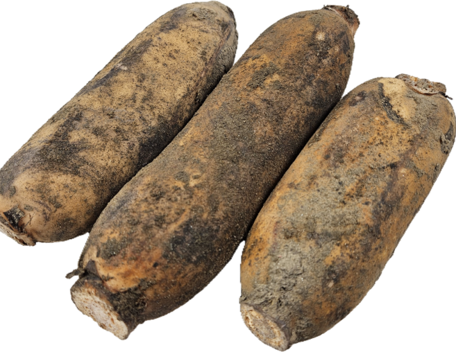 <당일출고> 국내산 햇연근 흙연근, 1박스, 햇연근 1kg