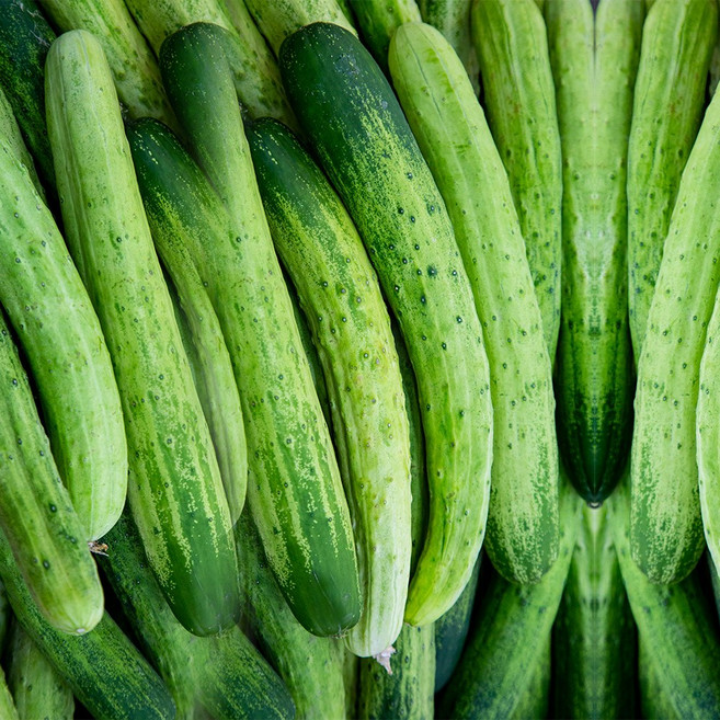 지오이 백오이 백다다기 오이 특품 3kg 5kg 10kg, 1개, 9kg