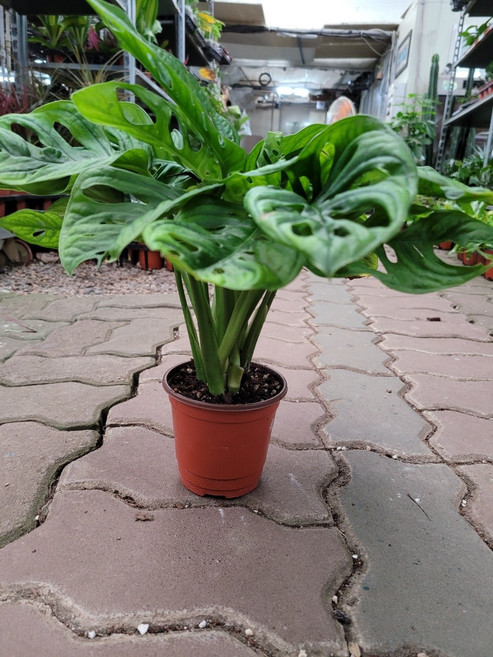 15~35cm 59 몬스테라 오블리쿠아 아단소니 소품, 1개