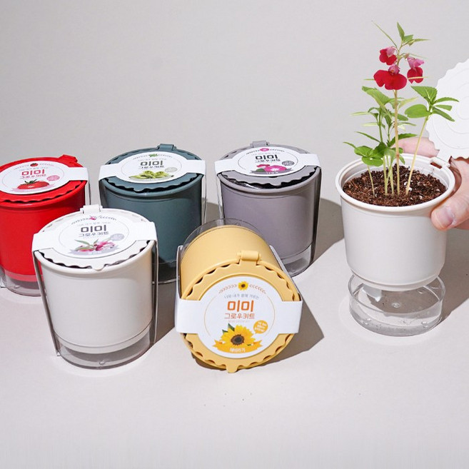 꿈쟁이 미미 그로우키트 방울토마토 허브바질 해바라기 봉선화 나팔꽃 강낭콩