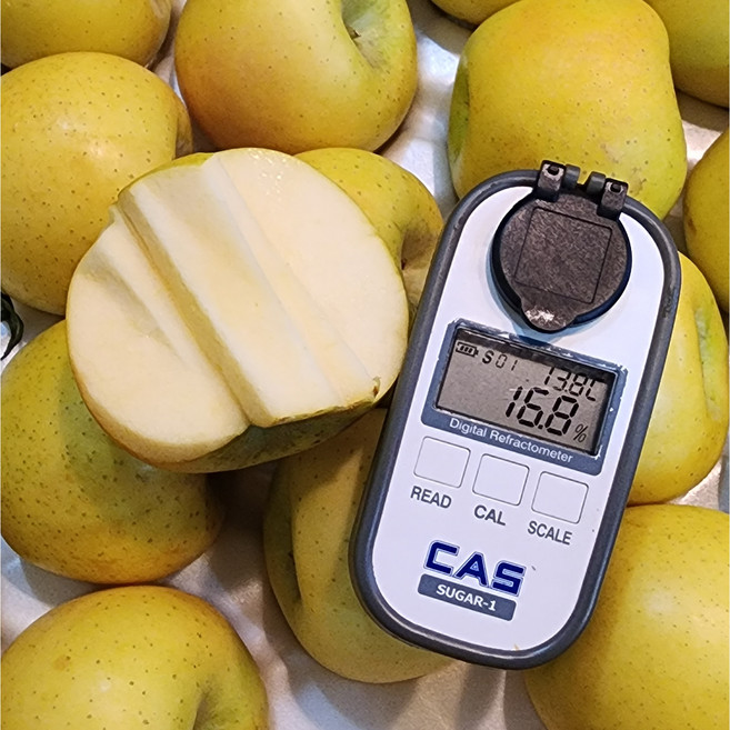 맑은마켓 천상의맛 16Brix 시나노 골드 사과 황금사과, 1박스, 가정용 3kg