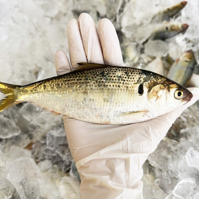 국내 제철 자연산 전어 1kg 급냉 구이용, 1개, 1kg 10~15미내외