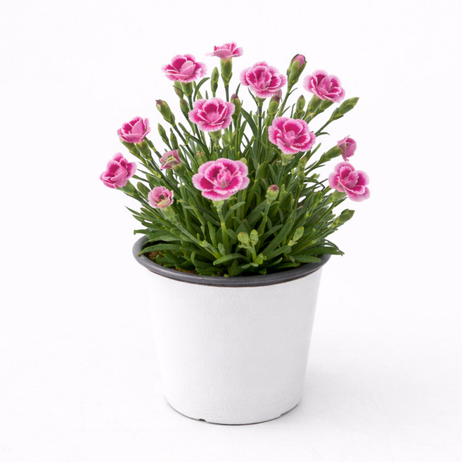 [특가할인] 갑조네 핑크키세스카네이션 랜덤 미니카네이션 향카네이션 어버이날 스승의날 선물 카네이션