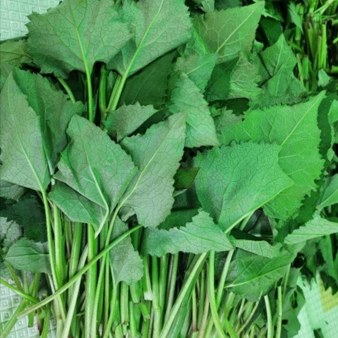 [최상급품종] 지리산 부지깽이 생 취나물, 1세트, 1kg