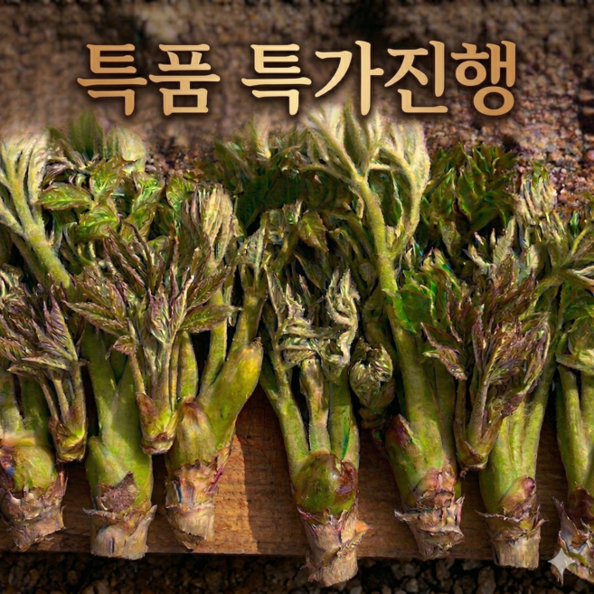 [두릅시즌오픈] 봄향기 가득한 자연산 참두릅, 1박스, 1kg