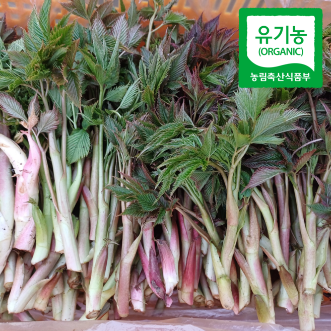 유기농 생 눈개승마 나물 1kg 고랭지 프리미엄 삼나물 승마초 강원내면(운두령) 4월15일부터 순차 발송, 1박스