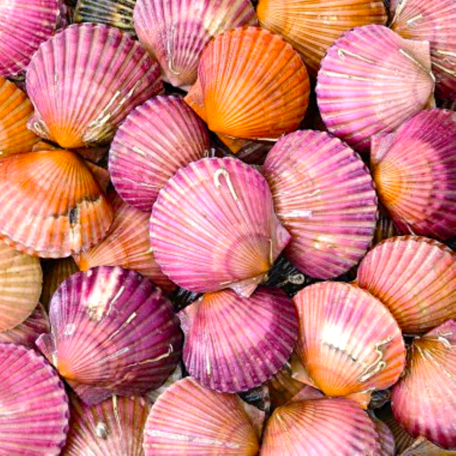 [제철산지직송] 세척 선별 통영 홍가리비, 1박스, 1kg