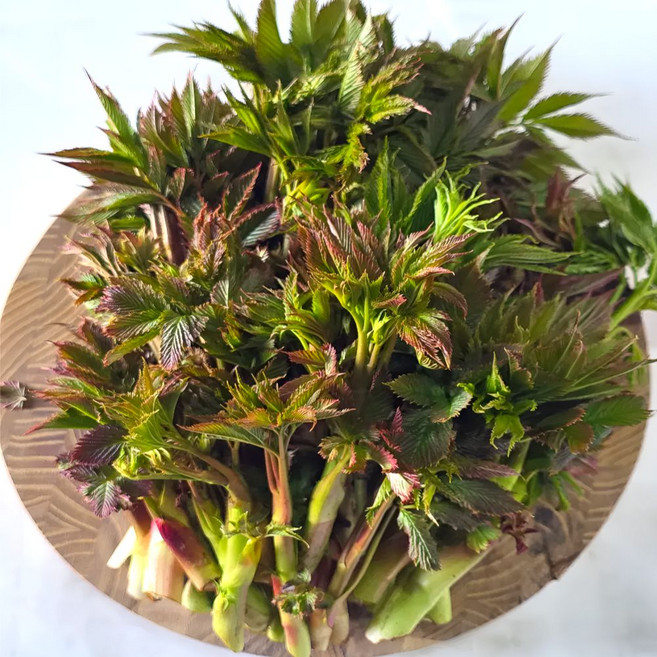 눈개승마 강원도 나물 정선 자연산 봄나물 삼나물, 1세트, 2kg