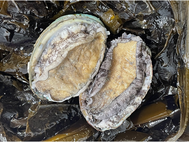 황제전복 2호 [대] 9미 - 10미, 배송일 지정 (도착날자) 요청사항기재, 1개