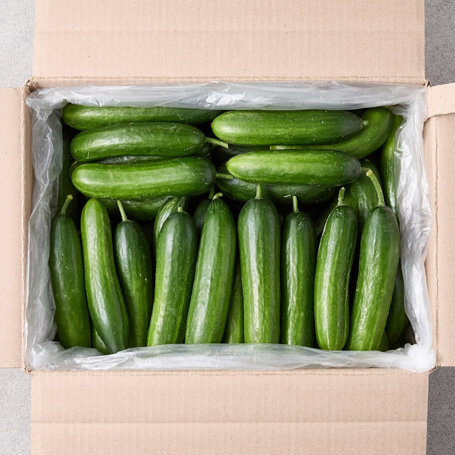 간편하고 아삭한 미니오이 정품 500g 1kg 2kg, 1박스, 미니오이 500g(10개내외)