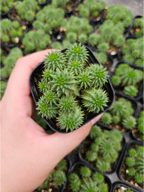 수잔나에 선인장 공기정화 반려식물 국민다육이, 1개