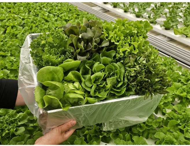 [무농약] 유러피안 샐러드 쌈 채소 야채 1kg 버터헤드 바타비아 로메인, 1개, 샐러드 상추 (3종 이상)