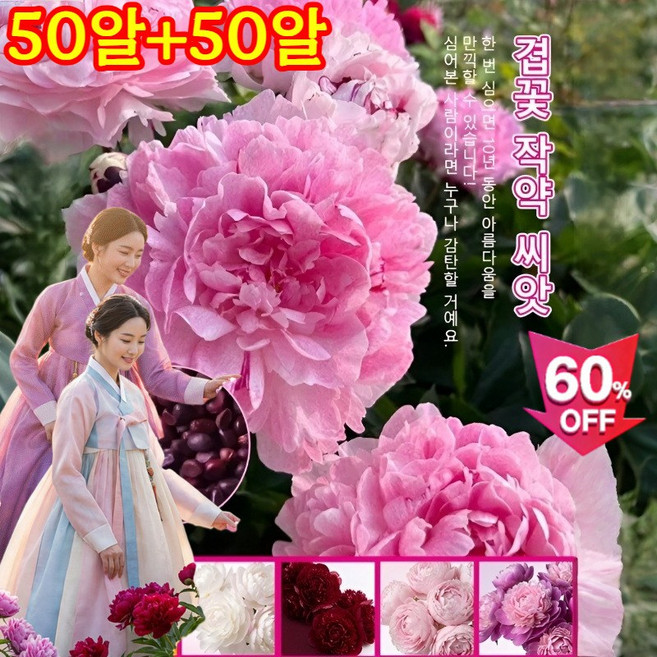 50알+50알 고귀한 품종 다색 겹꽃 작약 씨앗, 찬란한 황금빛 꽃바다