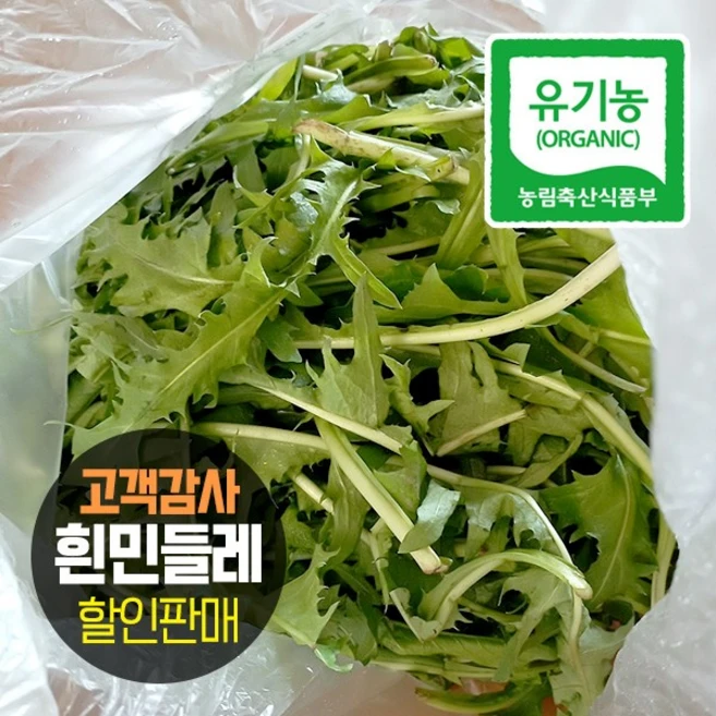 국내산 쌈채소 유기농 생 토종 흰민들레 생채 생잎, 1개, 400g - 쿠팡