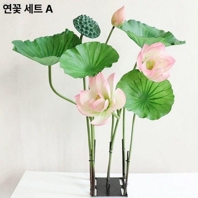 관상용수반연꽃 연못 수경 식물 수련 연꽃 관상용