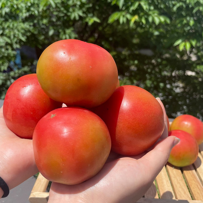 산지직송 완숙 찰토마토 정품 쥬스용 주스용, 중과 10kg, 1박스