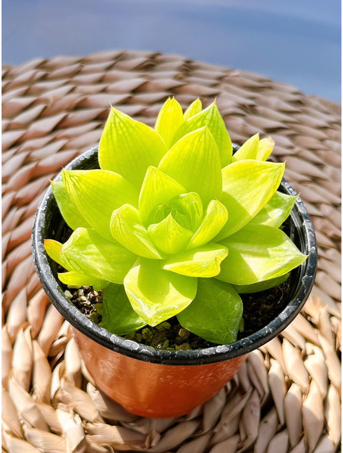 [미니정글] 경화금 하월시아 다육이 패키지 상품, 3개