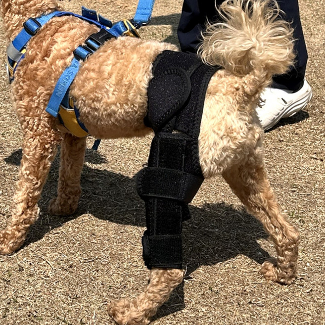 내집내산 강아지 슬개골 관절 다리 보호대, 1개, 90g