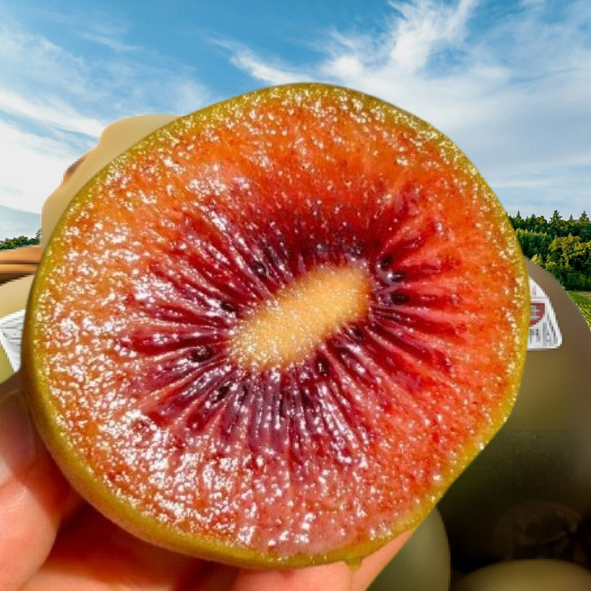 [재구매율1위]Zespri 초초특가 꿀브릭스 당도보장 레드키위, 1박스, 5과