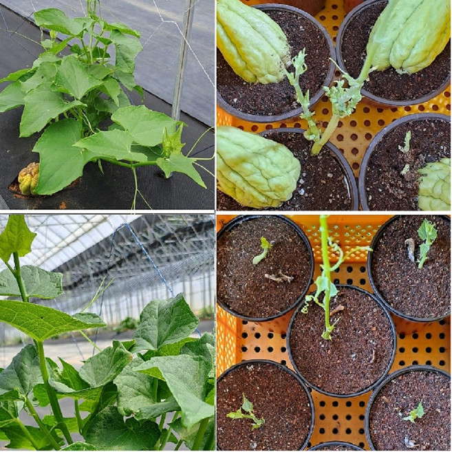 품질 좋은 차요테 모종(포트), 1개