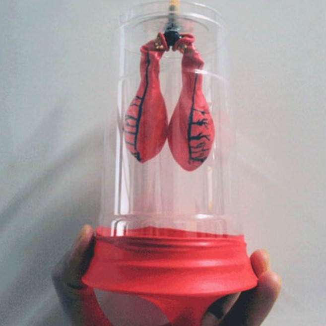 허파모형만들기 (10인용) ES-1137 호흡원리 호흡기모형만들기 폐모양만들기 허파모형만들기
