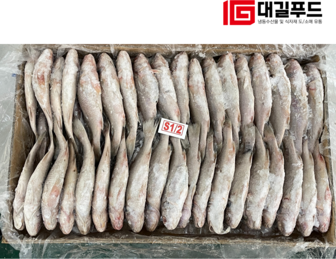 수입산 민어조기 10kg, 1개, 100/200 80미내외